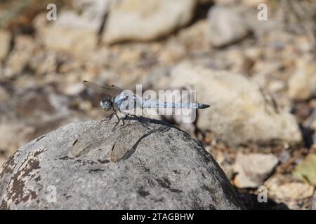 Primo piano naturale dettagliato su una libellula blu del Mediterraneo meridionale Skimmer, Orthetrum brunneum seduto su una pietra Foto Stock