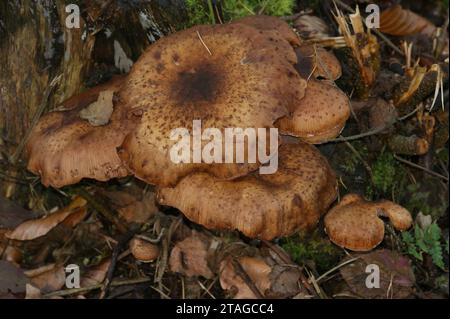 Primo piano naturale su un fungo di miele scuro di allimasca marrone, Armillaria ostoyae Foto Stock