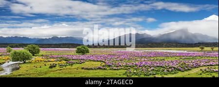 Paesaggio montano con fiori in fiore a Fiordland, nuova Zelanda Foto Stock