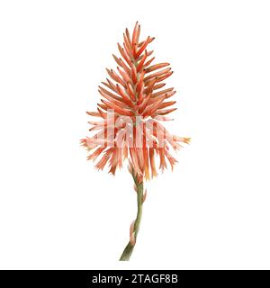 Acquerello fiore rosso arancio aloe vera isolato su sfondo bianco. Disegnato a mano. Illustrazione botanica. per poster, cartoline, murales, volantini, pacchetto Foto Stock