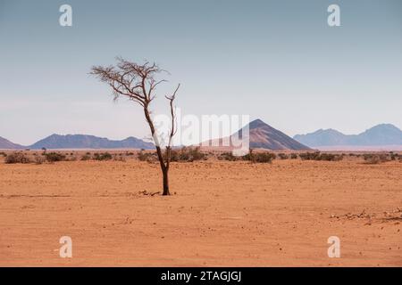 Albero solitario nel deserto del Namib durante la stagione secca Foto Stock