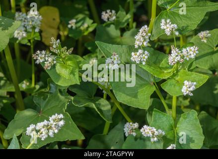 Grano saraceno, Fagopyrum esculentum, in fiore, in coltivazione. Francia. Foto Stock