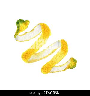 Illustrazione acquerello con scorza di limone. Scorza di agrumi intera gialla disegnata a mano. Foto Stock