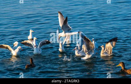 Gabbiani, in cerca di cibo, al mattino. E anatre brune.Lari, laridae e anas platyrhynchos. Fauna selvatica. Lago Ohrid Macedonia 2023. Foto Stock