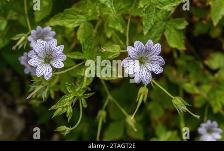 Becco di gru a matita, geranio versicolore in fiore in bosco aperto. Foto Stock