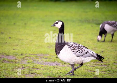 Un primo piano di un'oca di barnacle (Branta leucopsis) in una lussureggiante area erbosa Foto Stock