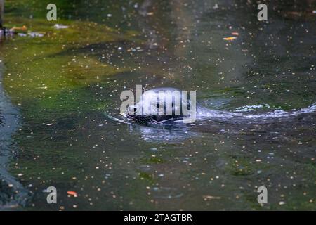 Una maestosa foca grigia (Halichoerus grypus) scivola nell'acqua con grazia e senza sforzo Foto Stock