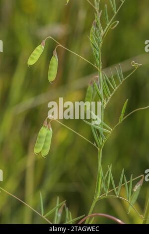 Tare liscia, Vicia tetrasperma, in frutta, in prati ruvidi. Foto Stock