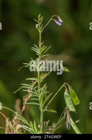 Tare liscia, Vicia tetrasperma, in fiori e frutti, in prati ruvidi. Foto Stock