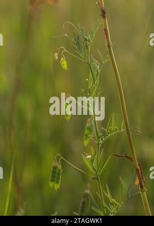 Tare liscia, Vicia tetrasperma, in frutta, in prati ruvidi. Foto Stock