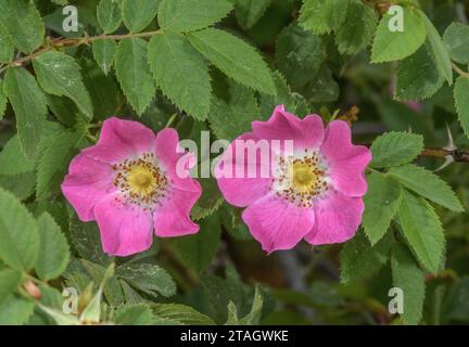 La rosa nera di Sherard, Rosa sherardii, in fiore nella Spey Valley, in Scozia. Foto Stock
