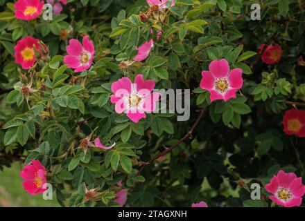 La rosa nera di Sherard, Rosa sherardii, in fiore nella Spey Valley, in Scozia. Foto Stock
