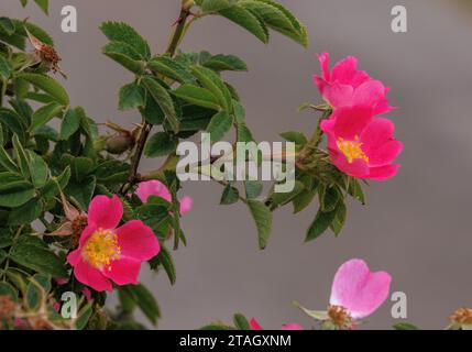 La rosa nera di Sherard, Rosa sherardii, in fiore nella Spey Valley, in Scozia. Foto Stock