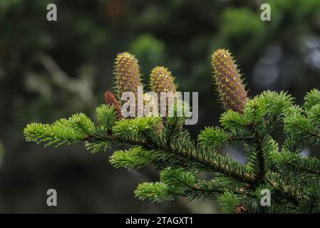 Silver Fir, Abies alba, con coni femminili in via di sviluppo. Pirenei. Foto Stock