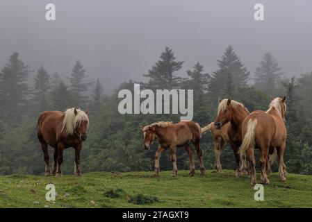 Mandria di cavalli da pascolo, nei Pirenei francesi, sul col de la Pierre St Martin. Foto Stock