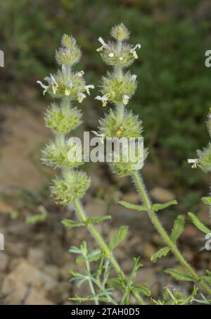 Ironwort peloso, Sideritis hirsuta in fiore in pascoli di montagna asciutti, Pirenei spagnoli. Foto Stock