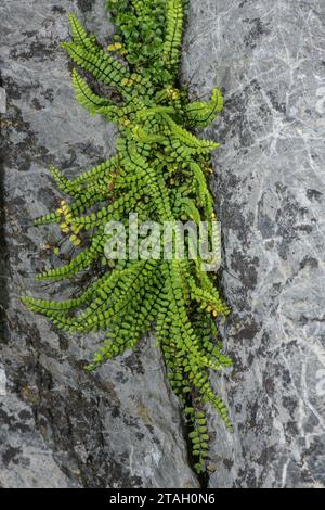 Maidenhair spleenwort, Asplenium trichomanes, ammasso in fessura calcarea. Foto Stock
