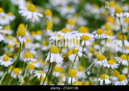 Matricaria camomilla, camomilla, fiori simili a margherita con petali bianchi e centri gialli Foto Stock