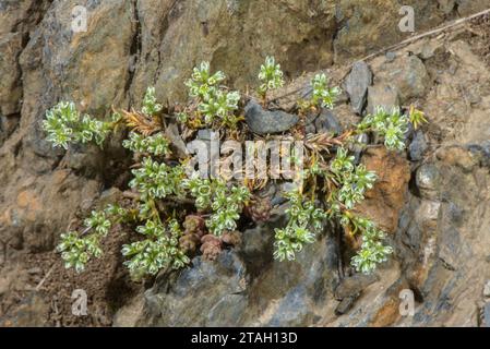 Perenne Knawel, Scleranthus perennis su roccia acida nei Pirenei. Foto Stock