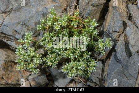 Perenne Knawel, Scleranthus perennis su roccia acida nei Pirenei. Foto Stock