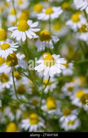 Matricaria camomilla, camomilla, fiori simili a margherita con petali bianchi e centri gialli Foto Stock