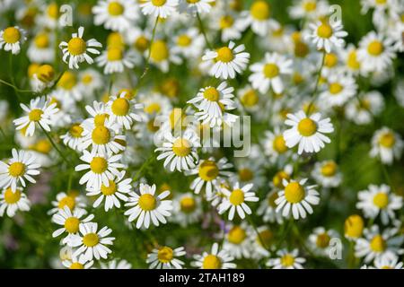 Matricaria camomilla, camomilla, fiori simili a margherita con petali bianchi e centri gialli Foto Stock