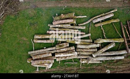 Foto aerea con droni di pali di tronchi di frassino e legname in un campo dopo l'abbattimento a Carmarthenshire, Galles occidentale, Regno Unito. Marzo 2023 Foto Stock