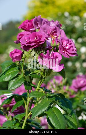 rosa rhapsody in blu, Floribunda, Clusters of dark, Purplish-Blue, semi-double fioriture Foto Stock