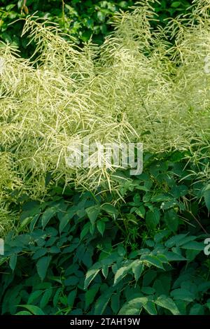 Aruncus dioicus, barba di capra, Aruncus plumosus, Aruncus sylvestris, picchi simili a pennacchi di piccoli fiori color crema Foto Stock