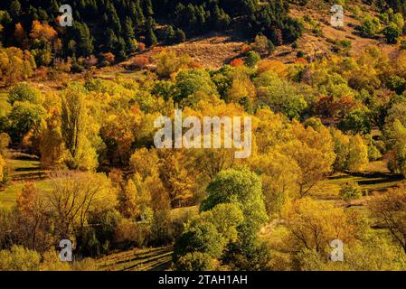 Foreste dai colori autunnali all'inizio della valle dell'Eyne (Haute Cerdagne, Pyrénées-Orientales, Occitania, Francia, Pirenei) Foto Stock