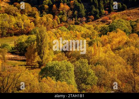 Foreste dai colori autunnali all'inizio della valle dell'Eyne (Haute Cerdagne, Pyrénées-Orientales, Occitania, Francia, Pirenei) Foto Stock