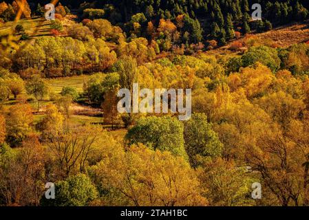 Foreste dai colori autunnali all'inizio della valle dell'Eyne (Haute Cerdagne, Pyrénées-Orientales, Occitania, Francia, Pirenei) Foto Stock