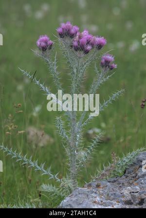 Cardo dei Pirenei, Carduus carlinoides in fiore nei Pirenei. Foto Stock