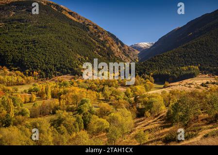 Foreste dai colori autunnali all'inizio della valle dell'Eyne (Haute Cerdagne, Pyrénées-Orientales, Occitania, Francia, Pirenei) Foto Stock