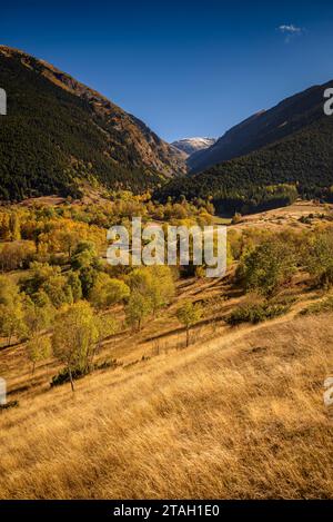 Foreste dai colori autunnali all'inizio della valle dell'Eyne (Haute Cerdagne, Pyrénées-Orientales, Occitania, Francia, Pirenei) Foto Stock