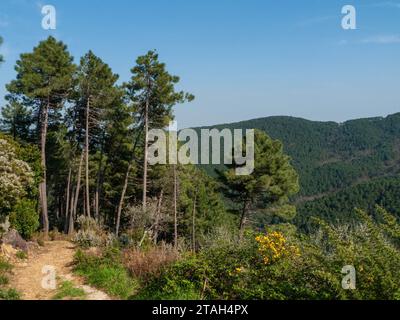 Collina boscosa in Toscana Foto Stock