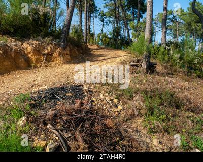 Collina boscosa in Toscana Foto Stock