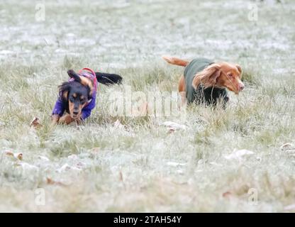 Londra, Regno Unito. 1 dicembre 2023. Due cani giocano in un campo coperto dal gelo a Hyde Park, nel centro di Londra, mentre le temperature nella capitale scendono sotto lo zero per un'altra notte. Il MET Office ha emesso un avviso meteorologico giallo per alcune parti del Regno Unito con temperature di congelamento e neve prevista in ampie aree. Crediti fotografici: Ben Cawthra/Sipa USA credito: SIPA USA/Alamy Live News Foto Stock