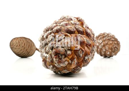 esempio biologico di spirali di fibonacci osservate in un cono di pino isolato su sfondo bianco. Foto Stock