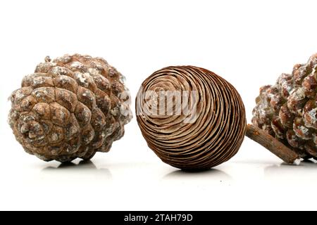 esempio biologico di spirali di fibonacci osservate in un cono di pino isolato su sfondo bianco. Foto Stock