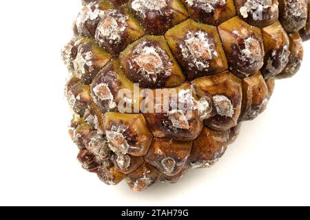 esempio biologico di spirali di fibonacci osservate in un cono di pino isolato su sfondo bianco. Foto Stock