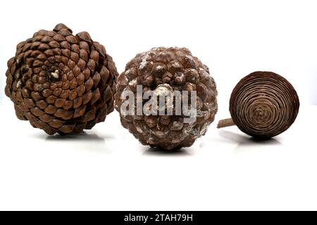 esempio biologico di spirali di fibonacci osservate in un cono di pino isolato su sfondo bianco. Foto Stock