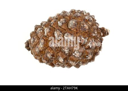 esempio biologico di spirali di fibonacci osservate in un cono di pino isolato su sfondo bianco. Foto Stock