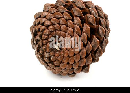 esempio biologico di spirali di fibonacci osservate in un cono di pino isolato su sfondo bianco. Foto Stock
