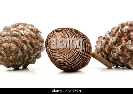 esempio biologico di spirali di fibonacci osservate in un cono di pino isolato su sfondo bianco. Foto Stock