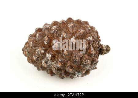 esempio biologico di spirali di fibonacci osservate in un cono di pino isolato su sfondo bianco. Foto Stock