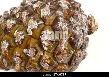 esempio biologico di spirali di fibonacci osservate in un cono di pino isolato su sfondo bianco. Foto Stock