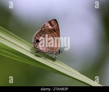 Una farfalla marrone appollaiata in cima a un grappolo di verde vivace Foto Stock