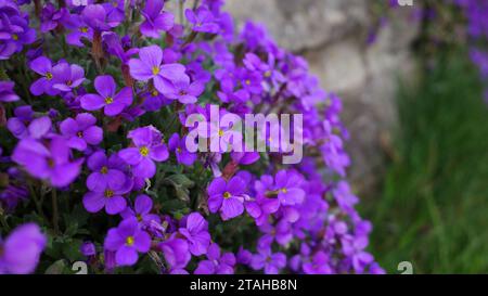 Primo piano della pianta Purple Aubrieta che cresce in un muro di pietra rustica Foto Stock