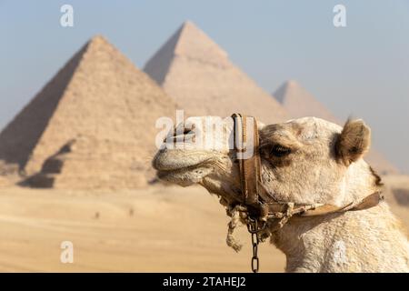 Testa di cammello con le piramidi di Gyza come sfondo Foto Stock